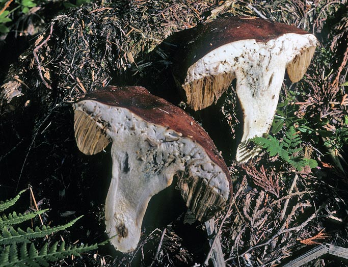 Leccinum idahoense